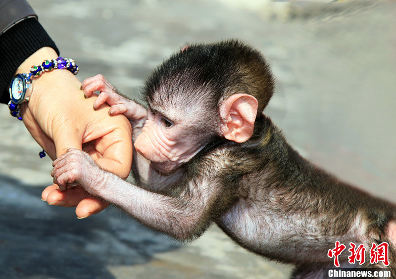 武汉绿狒狒幼崽喜过"满月" 小手拉人爱玩耍