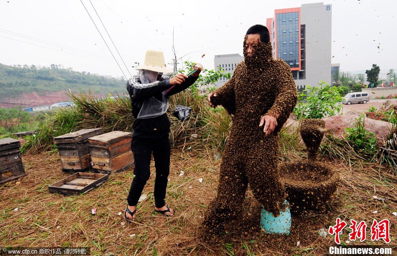 重庆养蜂人33万只蜜蜂为自己打造"蜜蜂衣"