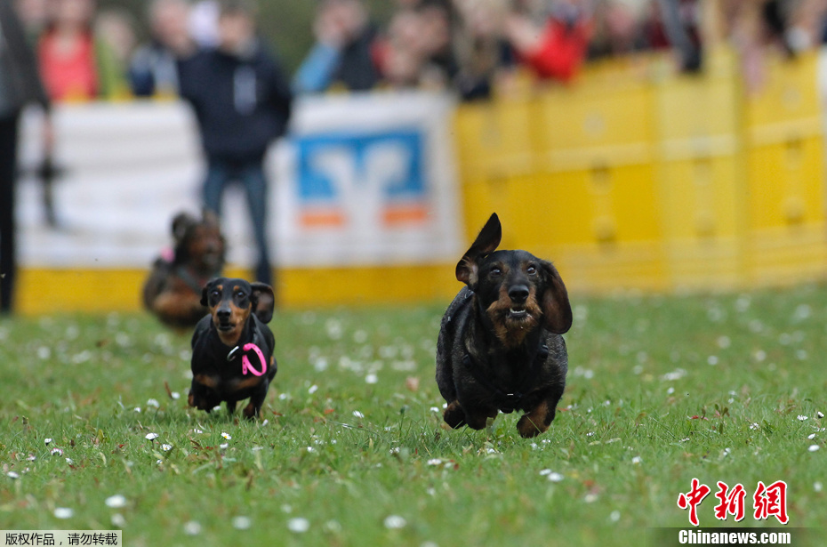 可爱狗狗急速飞奔 德国腊肠犬赛跑比赛开幕
