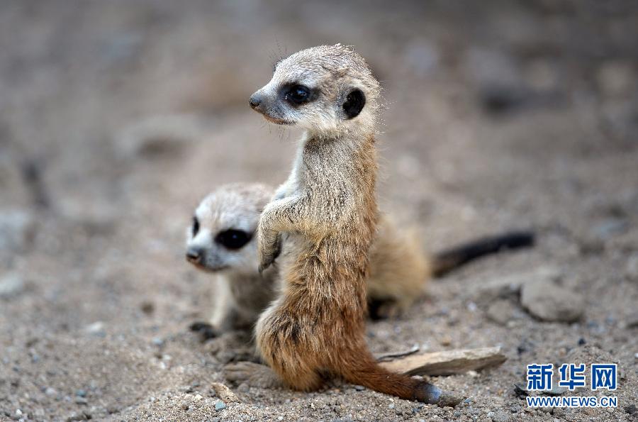 2011年5月10日,德国盖尔森基兴的动物园里,两只猫鼬在它们的"领地"上