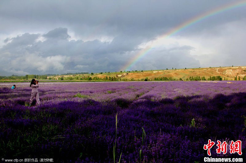 新疆霍城万亩薰衣草盛开 彩虹相伴美不胜收