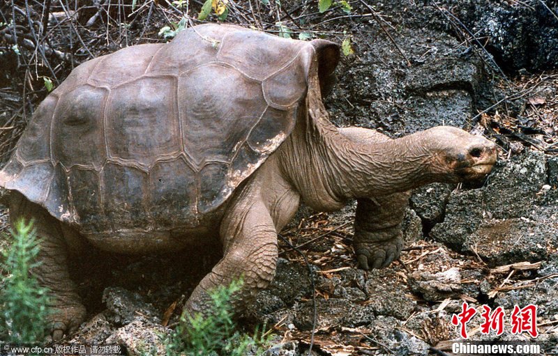 世界最后一只加拉帕戈象龟去世