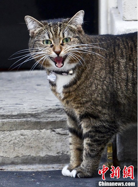 英国唐宁街养新猫 拉里英国第一猫位置受挑战