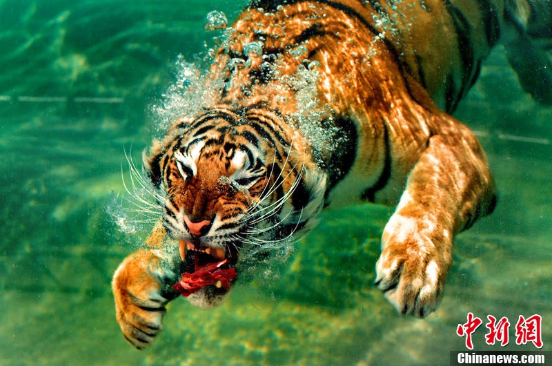 猛虎潜水中扑食来势汹涌