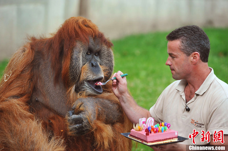 e-du-doree,动物园中的大猩猩过50岁生日,动物园园长亲自喂猩猩蛋糕