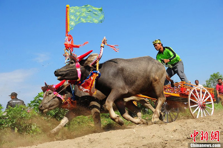 印尼巴厘岛举办传统骑水牛大赛