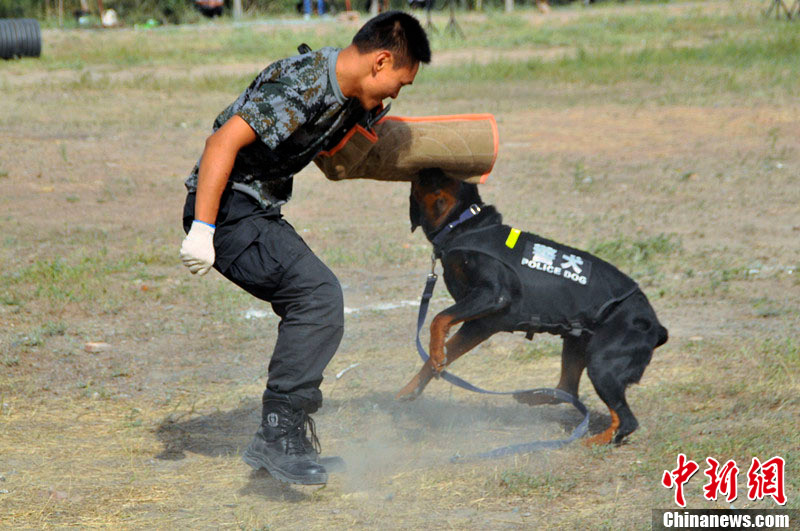 新疆6个犬种警犬展"铁血战士"风采