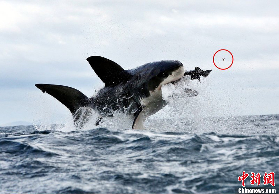 大白鲨追咬海豹用力过猛 牙齿崩飞 (3/4)