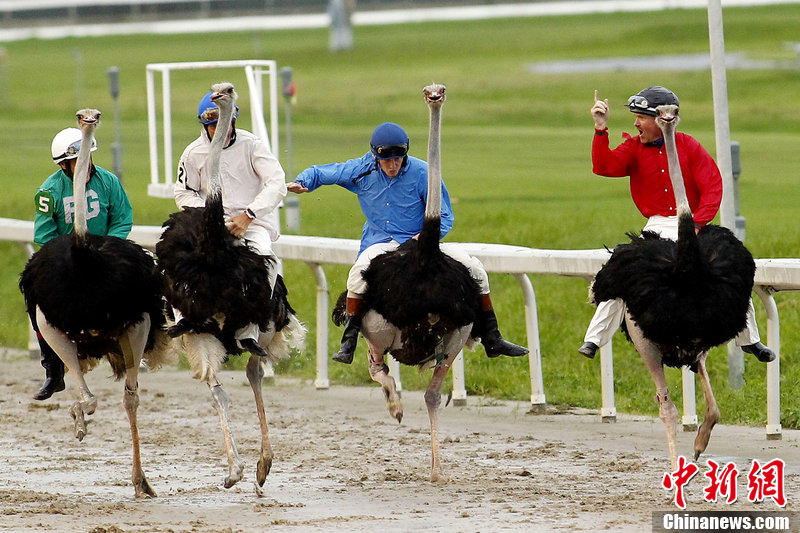 别开生面"赛鸟会" 选手骑鸵鸟飞奔险象环生