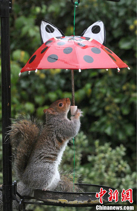 趣图盘点:动物避雨有高招