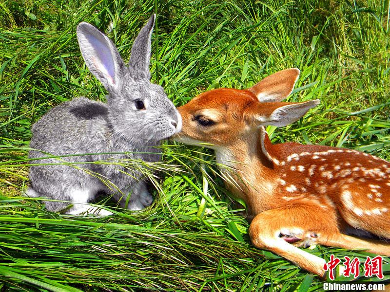 盘点惊人"同居"对象——小鹿和小兔"同居"