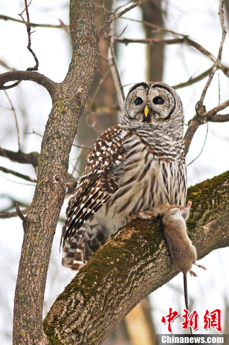 摄影师抓拍猫头鹰雪中猎捕老鼠精彩画面