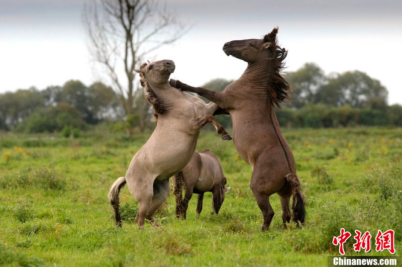 摄影师抓拍公马拳打脚踢惊险场面