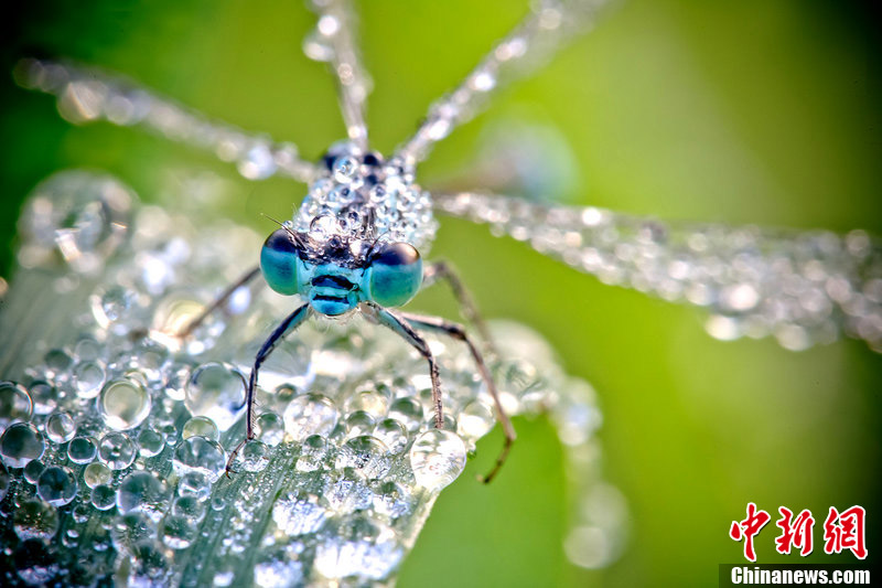 这些令人惊叹的图片显示的是被露珠覆盖的蜻蜓和苍蝇.