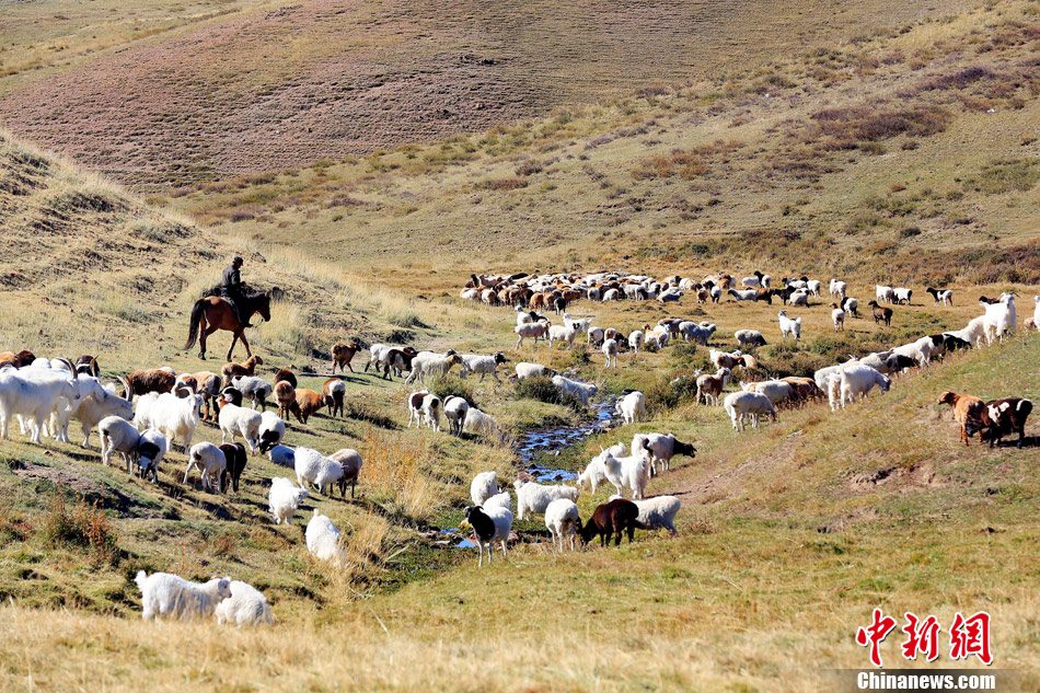 阿尔泰地区秋景醉人——中哈边境 (17/17)