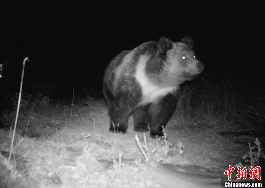 当地林区通过自动远红外相机拍摄到,国家二级保护动物棕熊夜间活动
