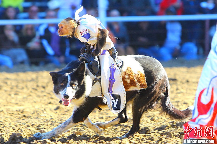 而一个额外的娱乐节目便是牛仔小丑秀,而猴子骑狗放羊抢尽