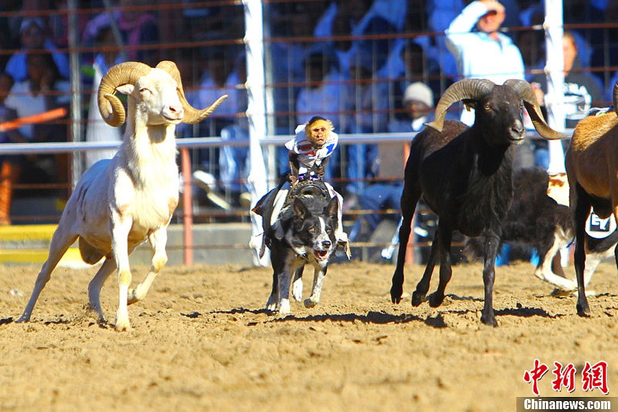 猴子当"牛仔"骑狗牧羊抢尽风头