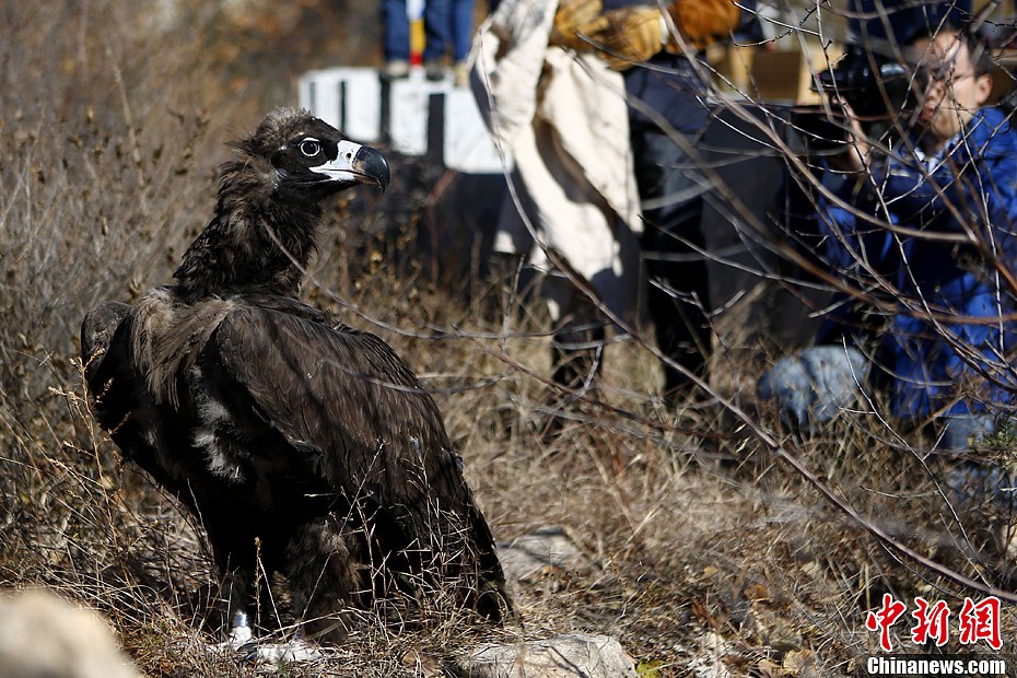救助站野外放生猛禽 秃鹫在北京重归山林-中新网