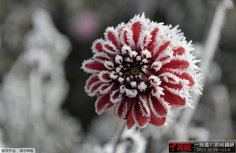29-11.4)——花缘凝霜