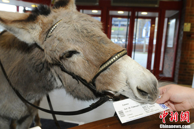 英国剧院别出心裁卖门票三毛驴变身售票员