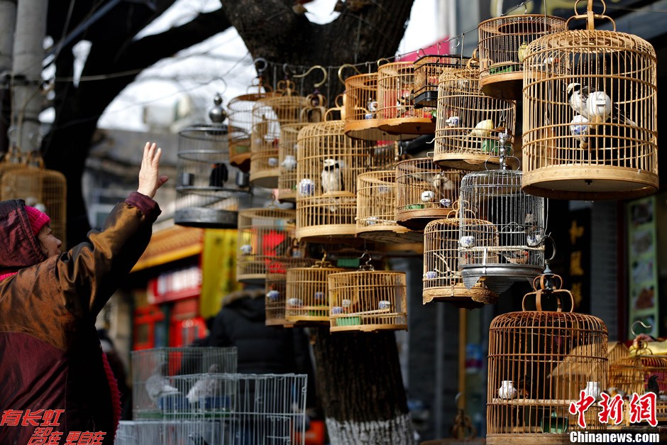 北京民众"提笼架鸟"享冬日暖阳