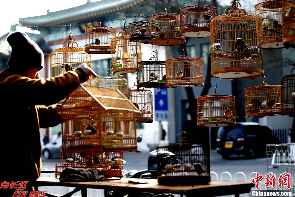 北京民众"提笼架鸟"享冬日暖阳