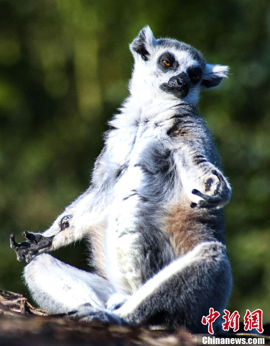 图说2012之动物者说——不要叫醒我