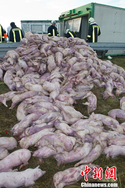 时间2012年12月30日,德国greifswald,消防员搬运从卡车上掉下来的死猪
