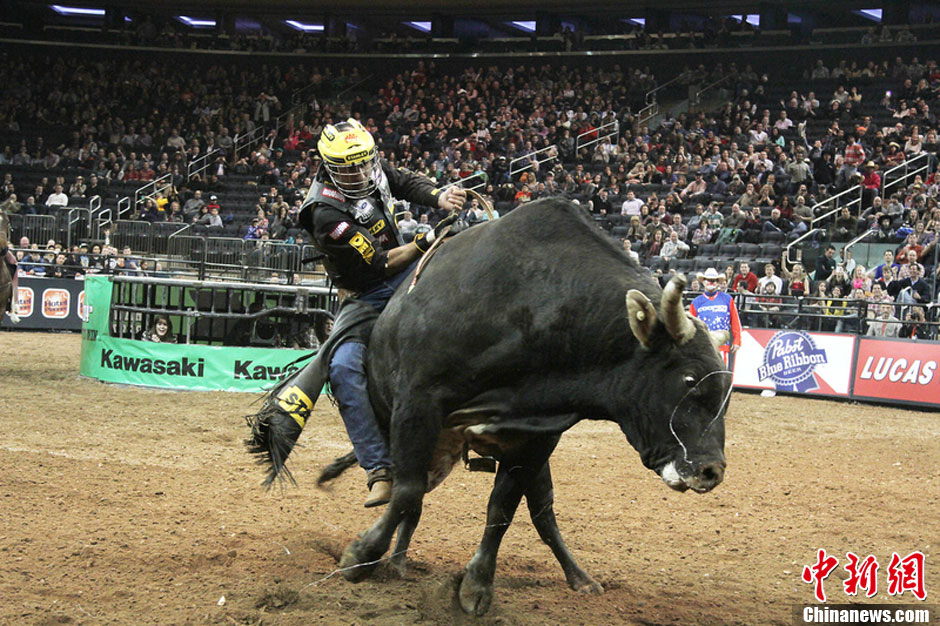 纽约骑牛大赛刺激上演 选手各种甩飞惨状不断