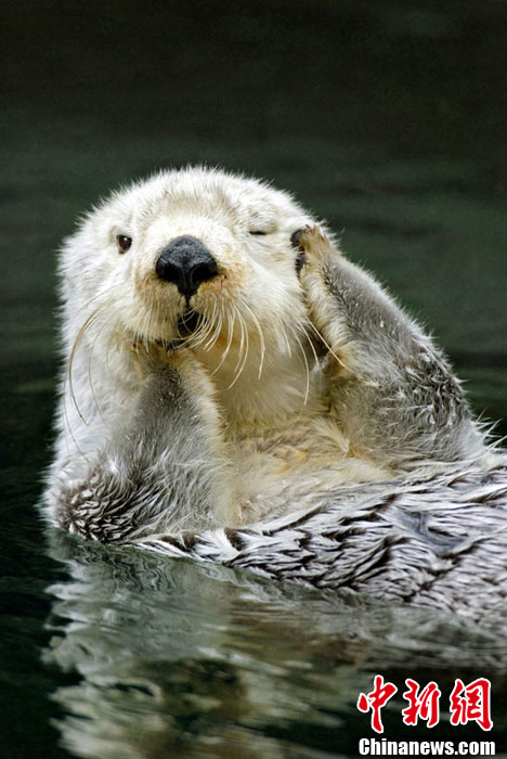 小水獭跟镜头"躲猫猫" 捂脸卖萌"不许拍"