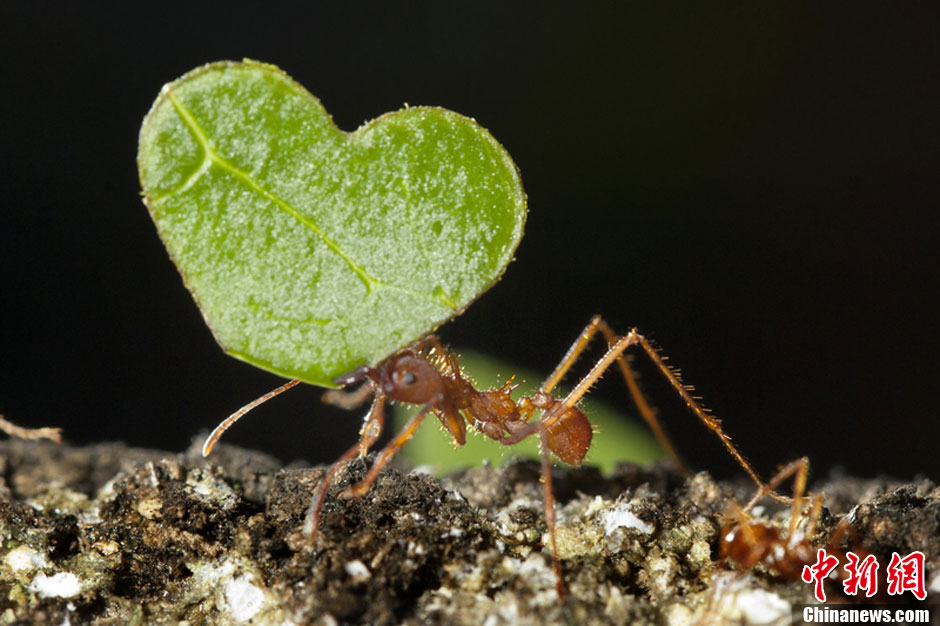 情人节将至动物园缝叶蚁打造心形树叶表真心