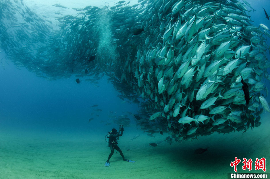千条鱼群聚集"求偶" "瞪眼"小鱼气势汹汹