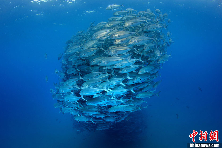 千条鱼群聚集求偶瞪眼小鱼气势汹汹