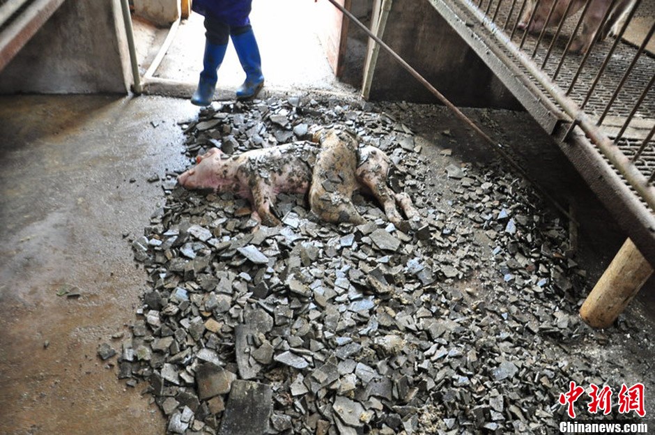 江西遂川遭冰雹侵袭 民房开天窗小猪遭殃