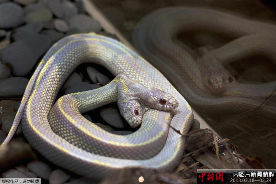 18-3.24)——双头蛇怪