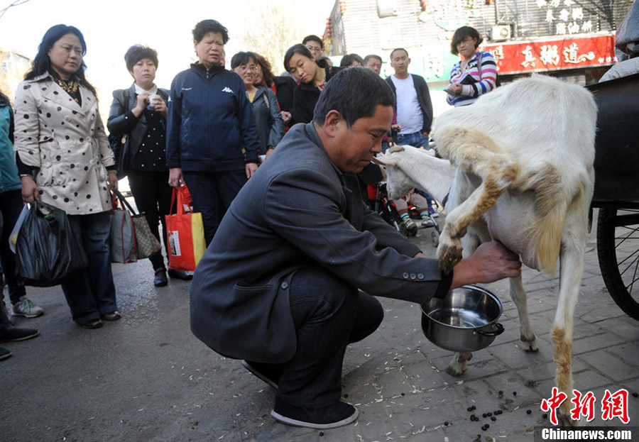 太原养殖户牵羊进城 当街挤奶推销引围观
