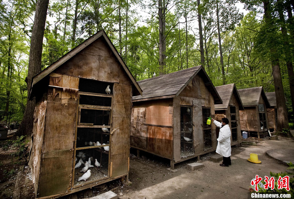 南京中山陵音乐台鸽子入舍严防禽流感疫情