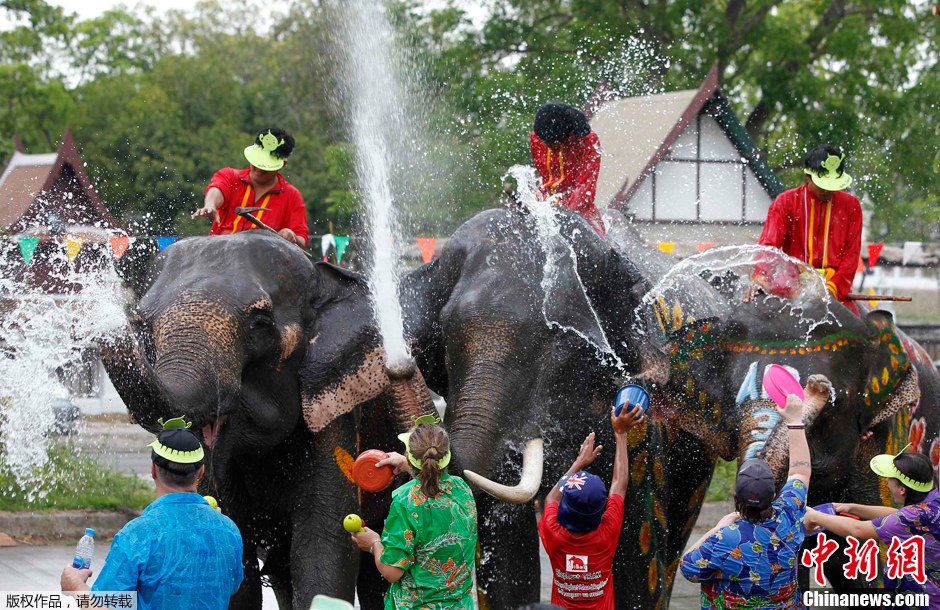 泰国大象街头戏水 欢庆泼水节