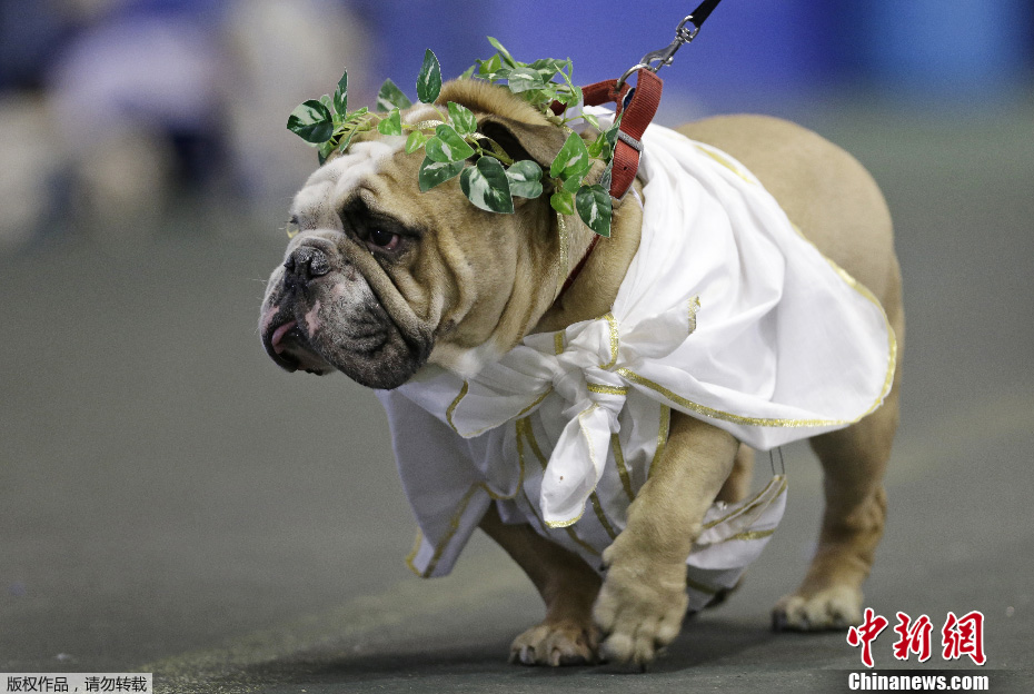 美国举行斗牛犬选美比赛 汪星人盛装秀"美貌"