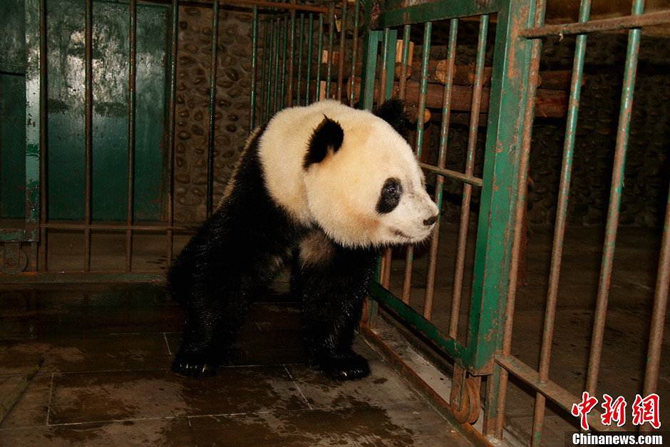 旅西大熊猫“德德”“阿宝”归乡