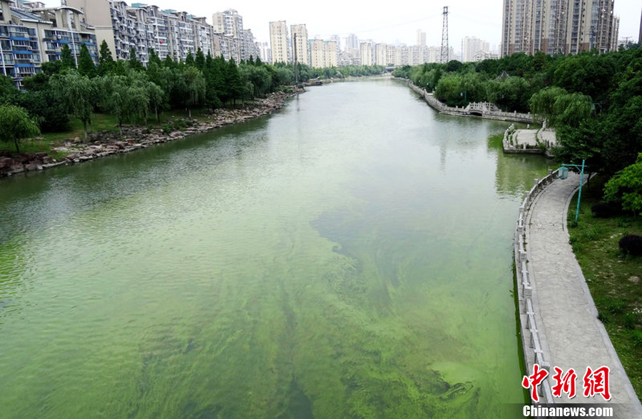 江苏无锡城区河流蓝藻严重 河道变"绿地"