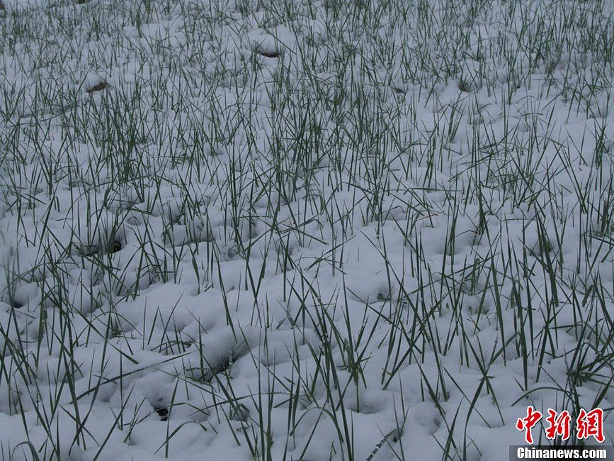 甘肃张掖多地六月飞雪 山丹马场百头牦牛被冻死