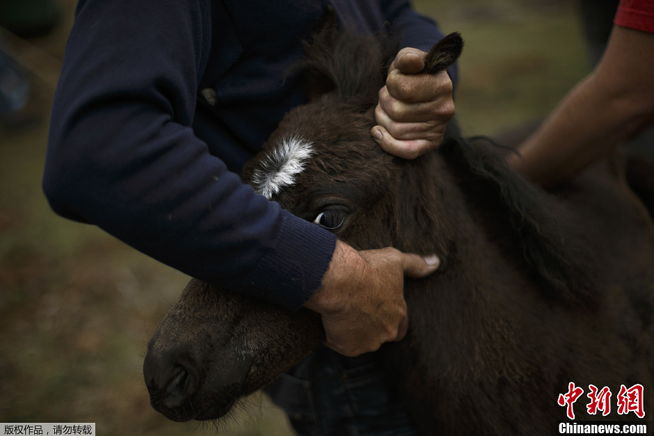 西班牙剃兽节人马摔跤大战野性魅力十足
