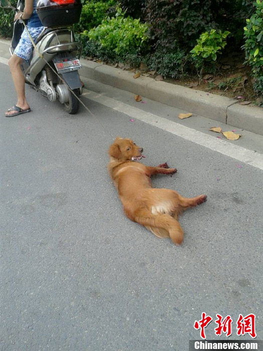 福建泉州一男子飞车拖狗致其死亡