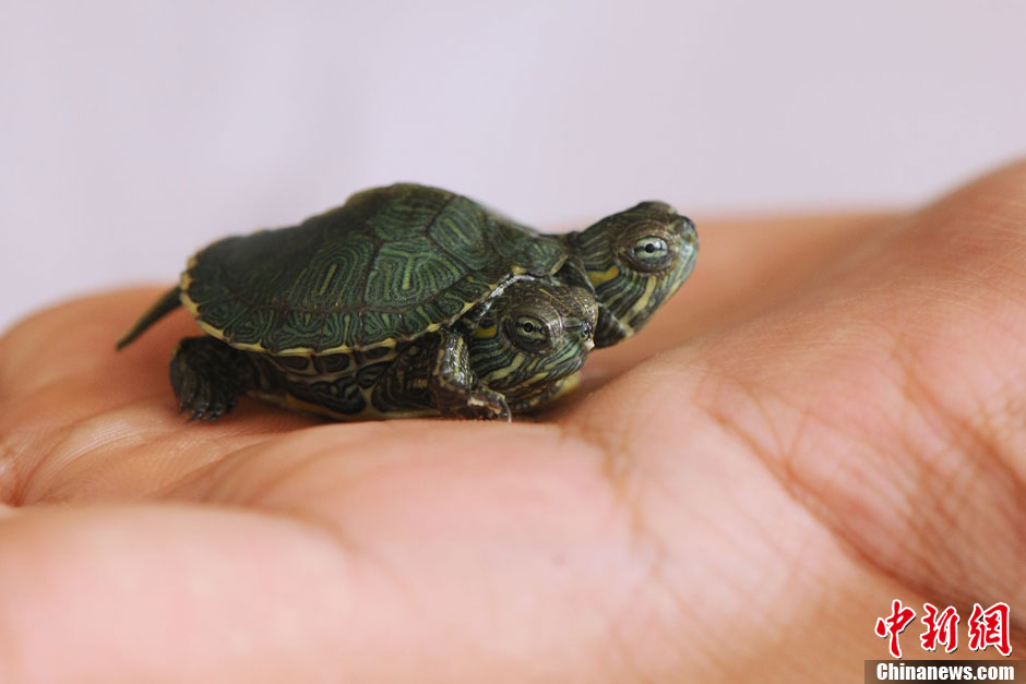 青岛现罕见双头小乌龟 俩脑袋能同时进食