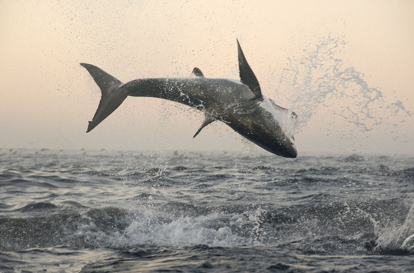 实拍南非大白鲨跃出水面捕食海豹场面惊险震撼