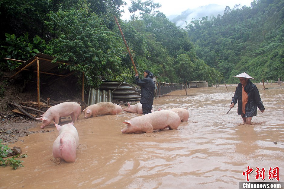 云南绿春暴雨淹没猪场 "小猪"转危为安