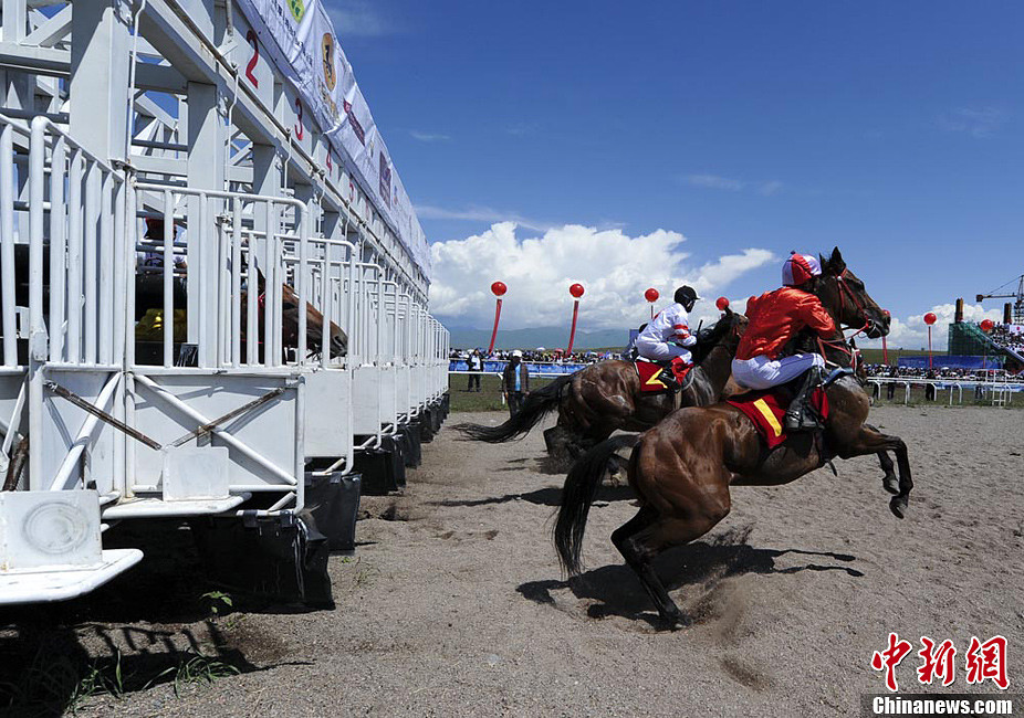 宝马良驹聚集新疆喀尔坎特大草原角逐速度