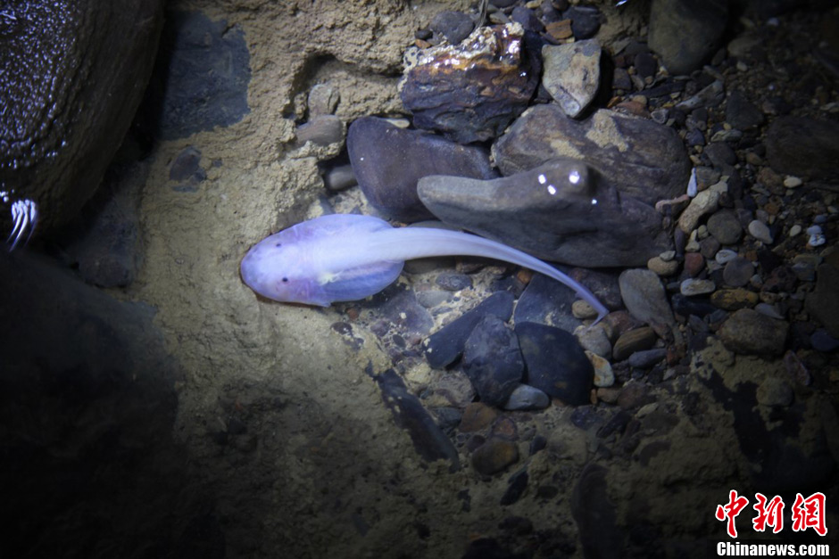 四川长宁溶洞地下河现罕见透明鱼类 身形似蝌蚪